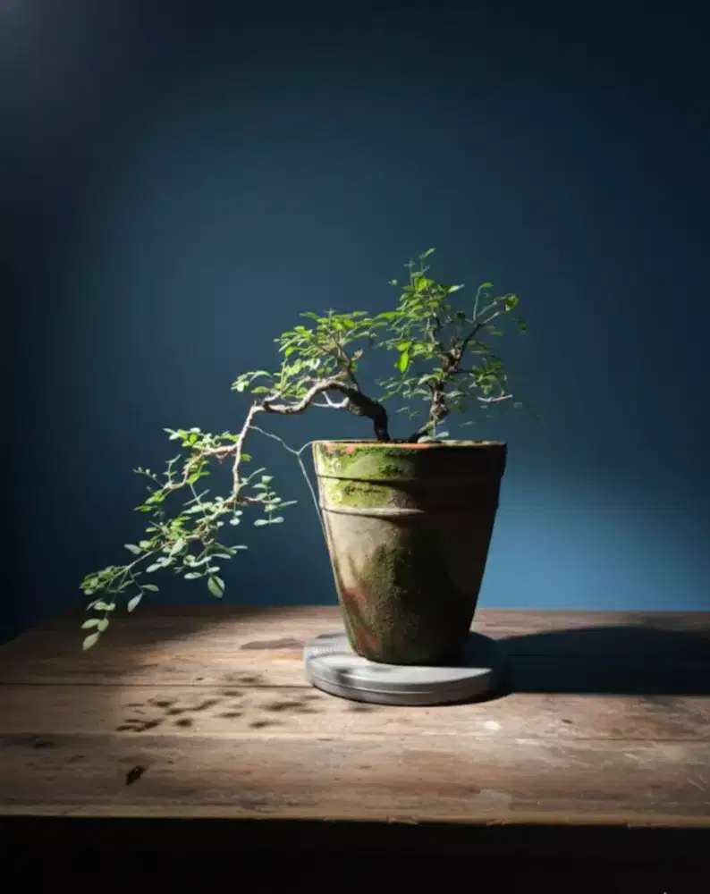 Bonsai kemuning cascade style