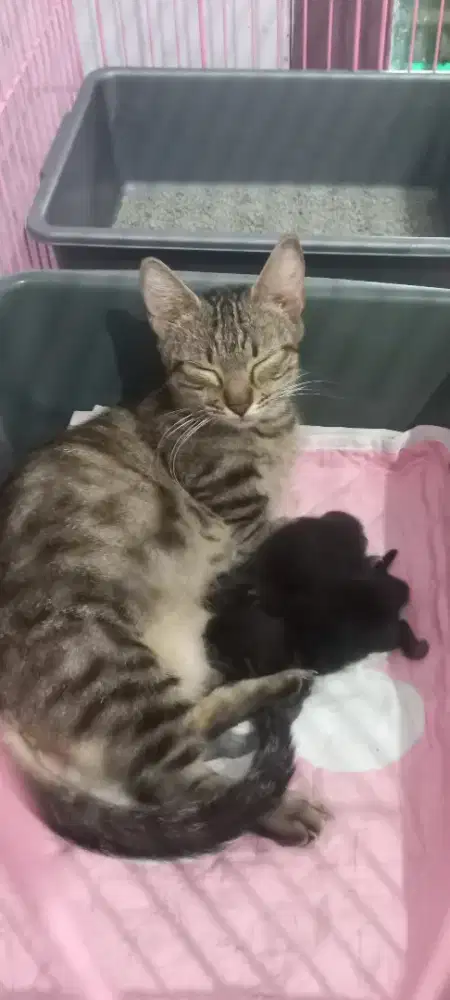 Kucing Munchkin Betina Bawa 2 Kitten