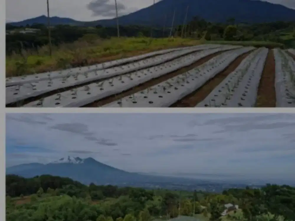 Dijual Tanah SHM 25 Hektar di Ciawi, Bogor By Rumah Chinida (Rt)