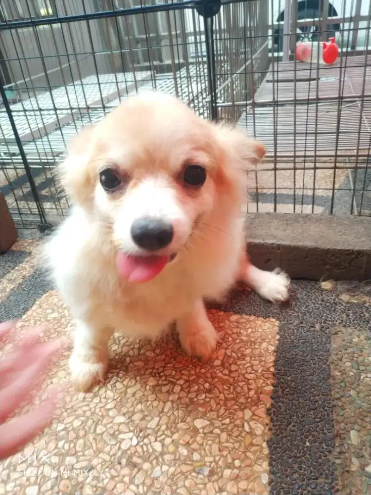 Corgi betina Long Hair