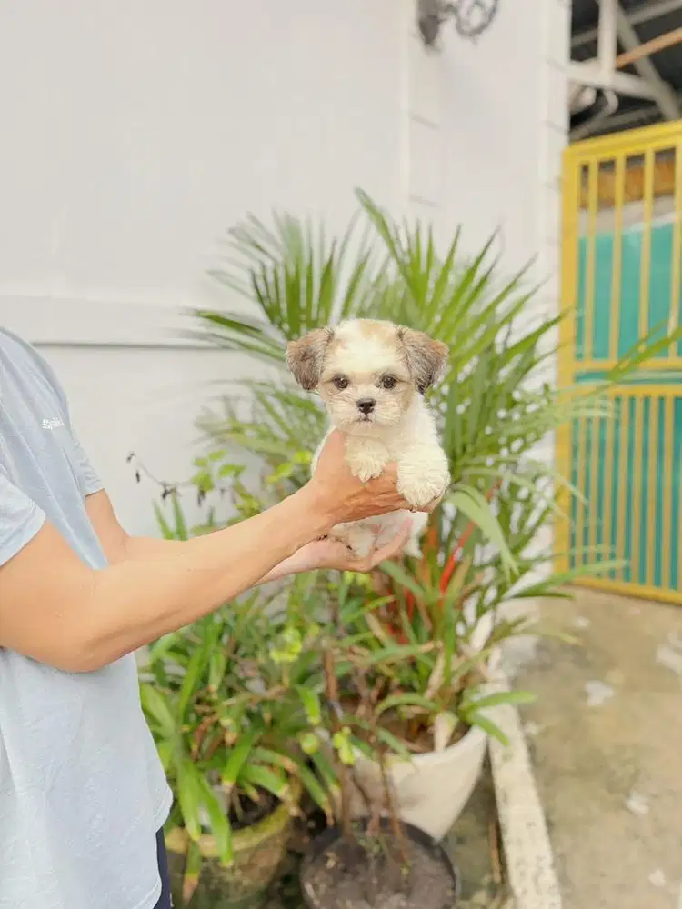 Super kecil Shihtzu bersertifikat stb jantan shihtsu sitsu shitzu tiny