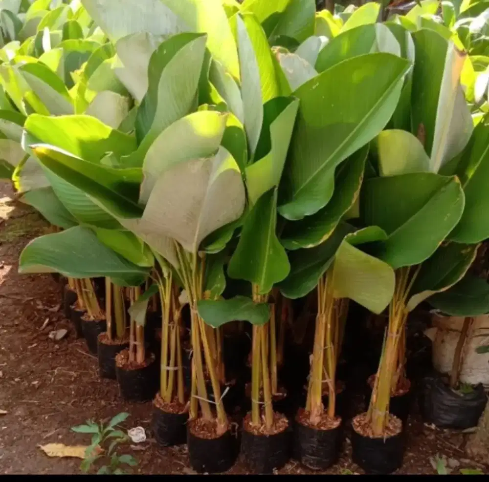 Tanaman hias pisang kalteha