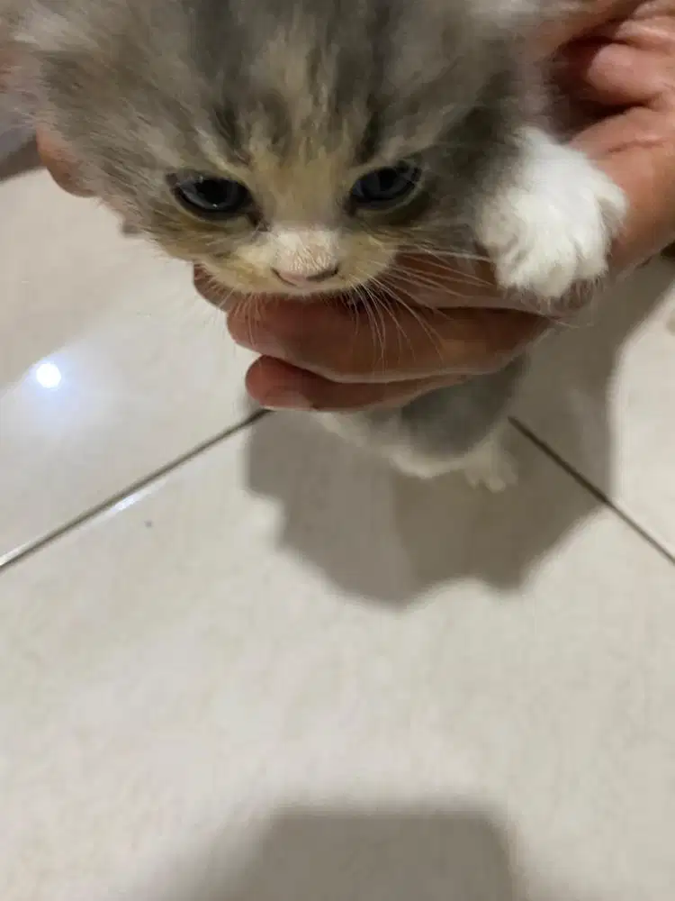 Anakan kucing persia flatnose pesek