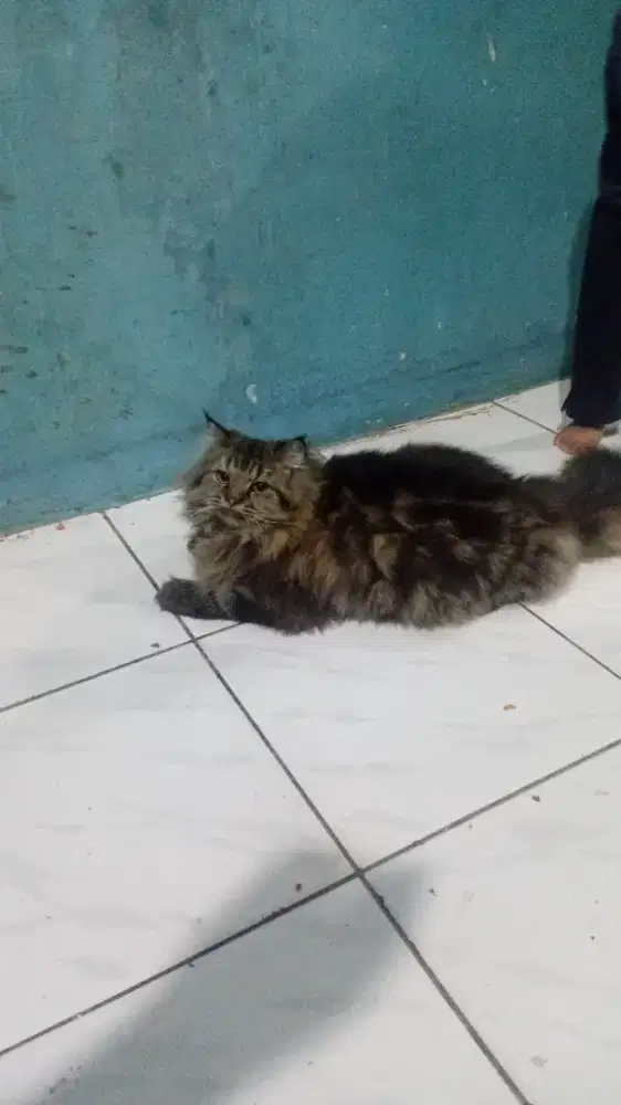 Kucing Persia longhair