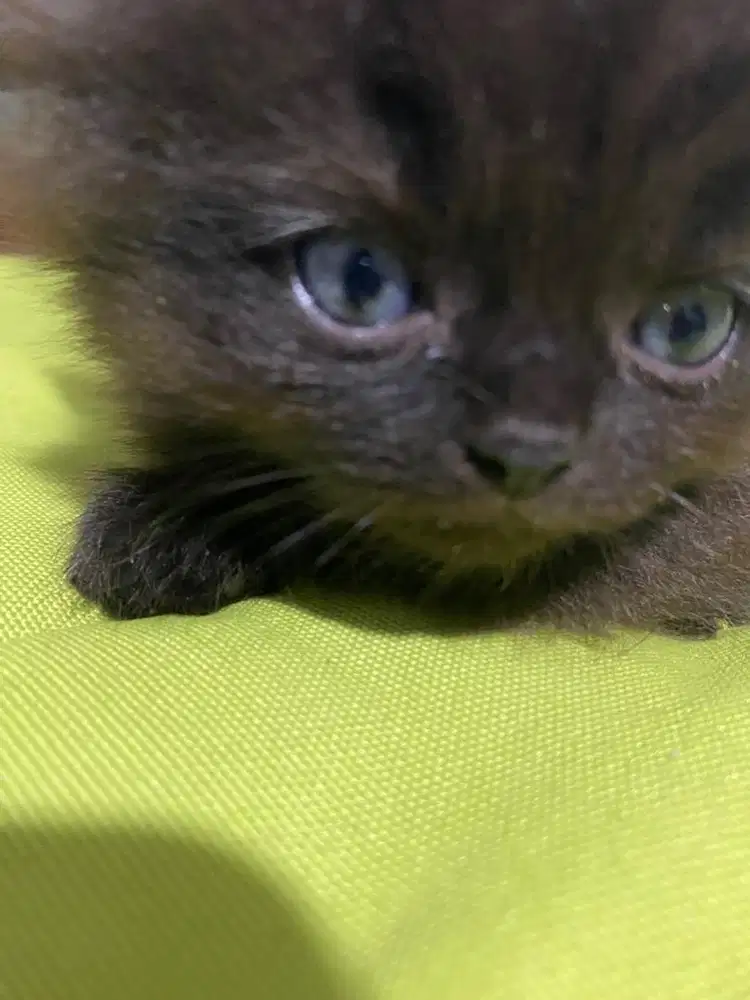 Anakan kucing persia flatnose pesek mix himalaya