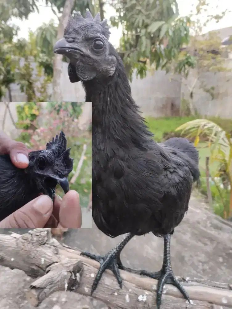 Ayam cemani full hitam
