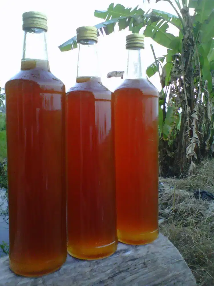 Madu hutan Sumatra