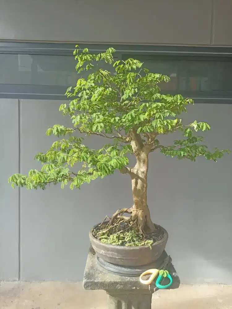 Bonsai Brazilian Rain Tree