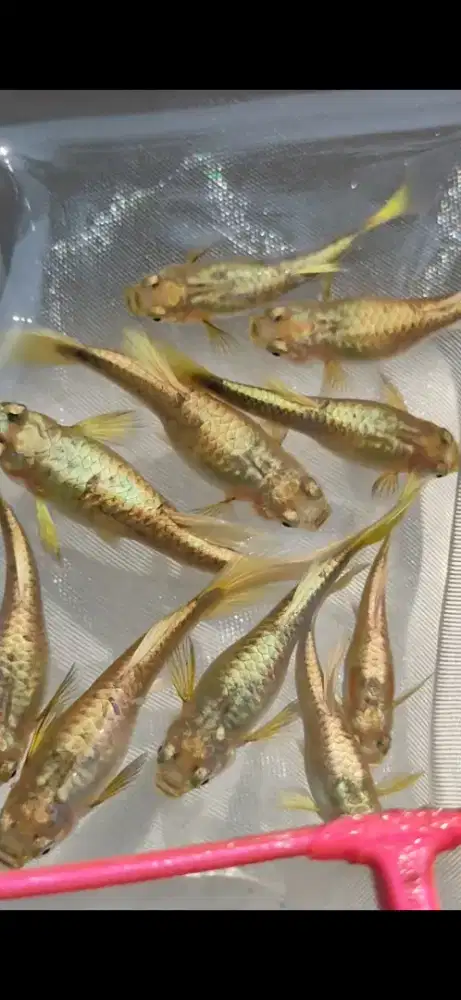 Guppy Full Gold Vietnam