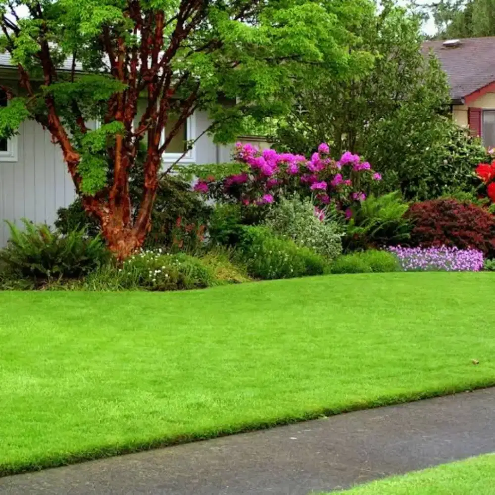 Tanaman rumput golf atau swiss