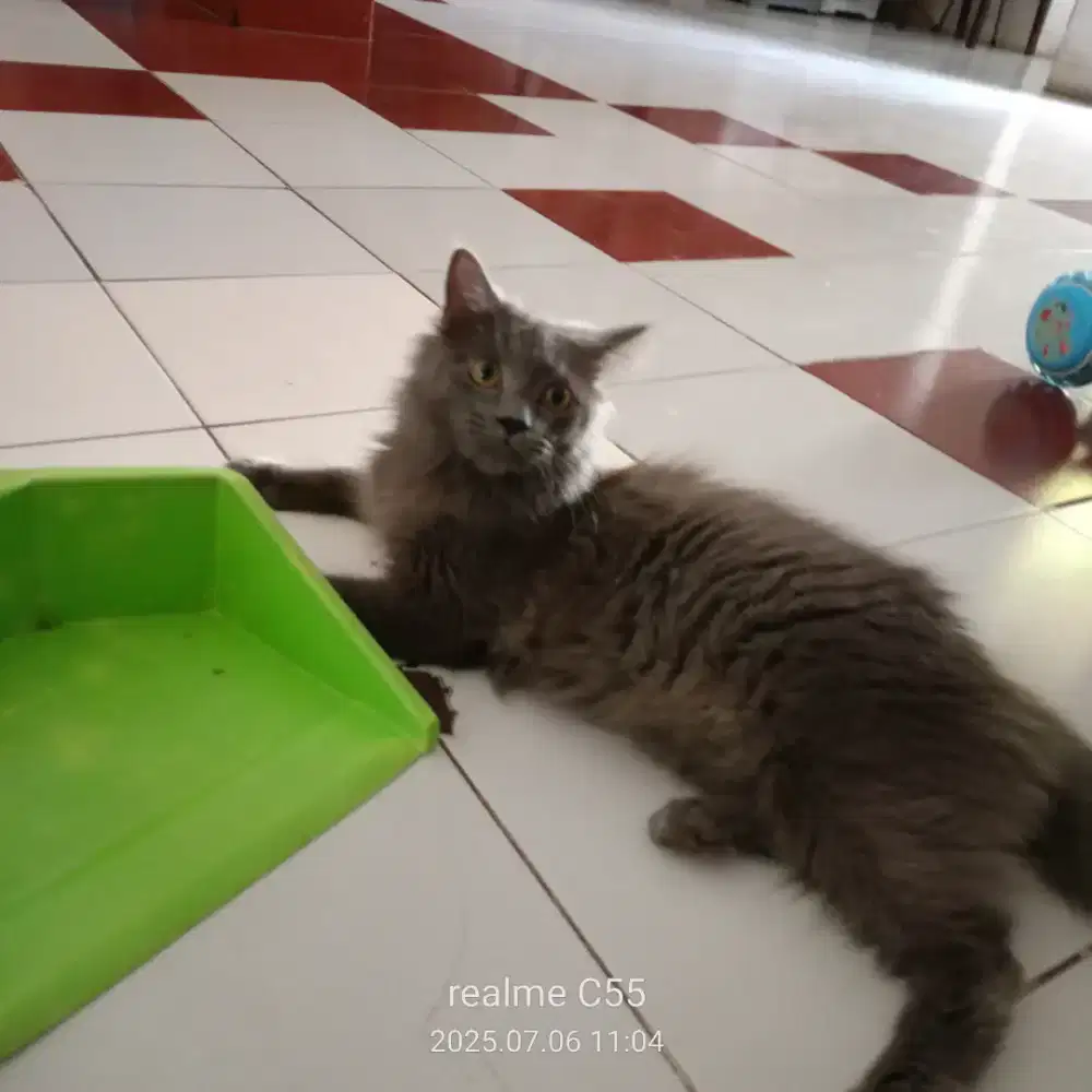 Adopsi kucing Persia Premium langka Jantan usia 1 tahun