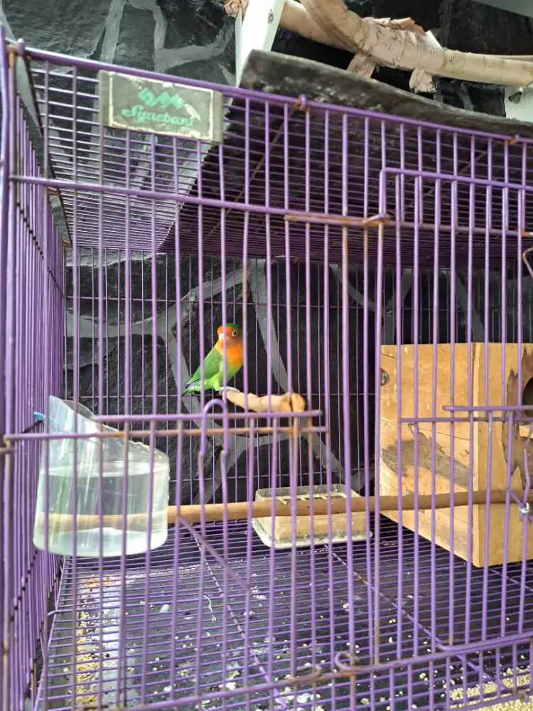 Jual love bird burja