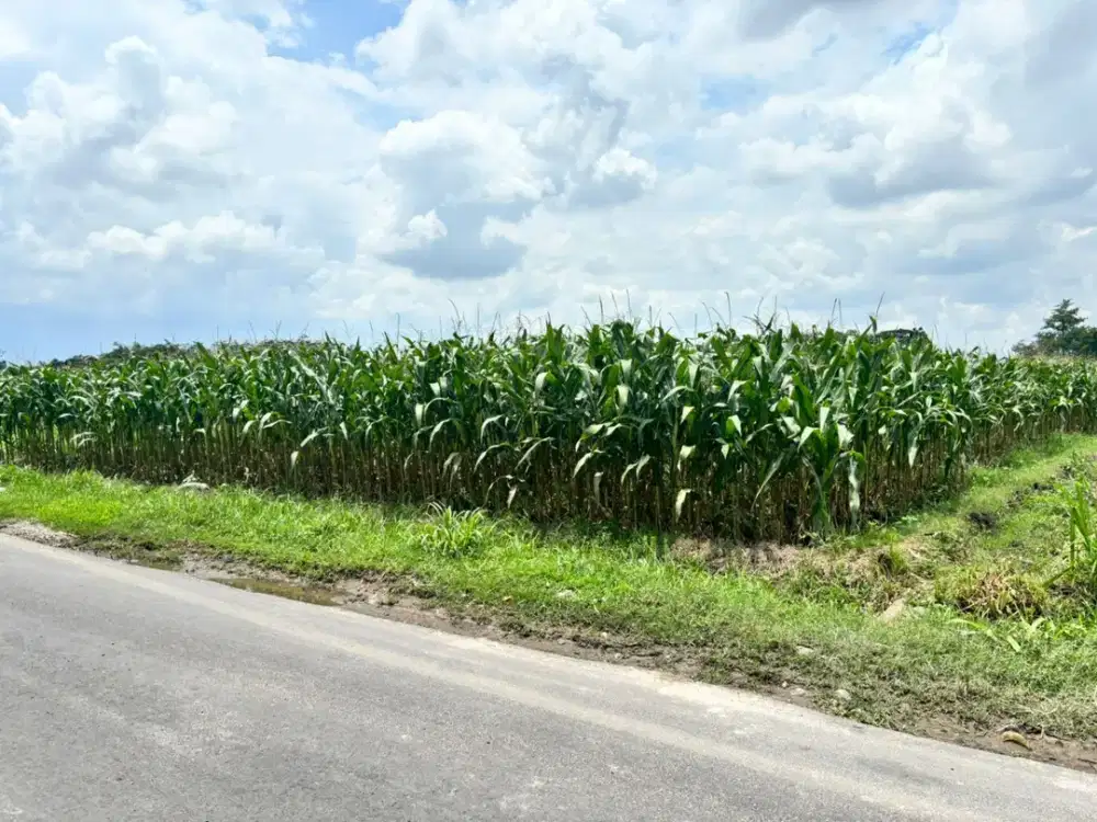 Dijual Tanah / sawah Dsn centong langenharjo kec plemahan Sekoto, Harga Nego Sampai Jadi