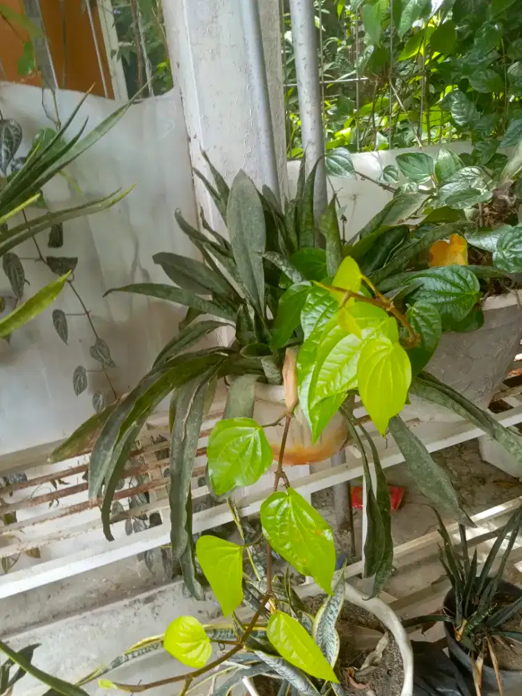 Tanaman suplir hijau