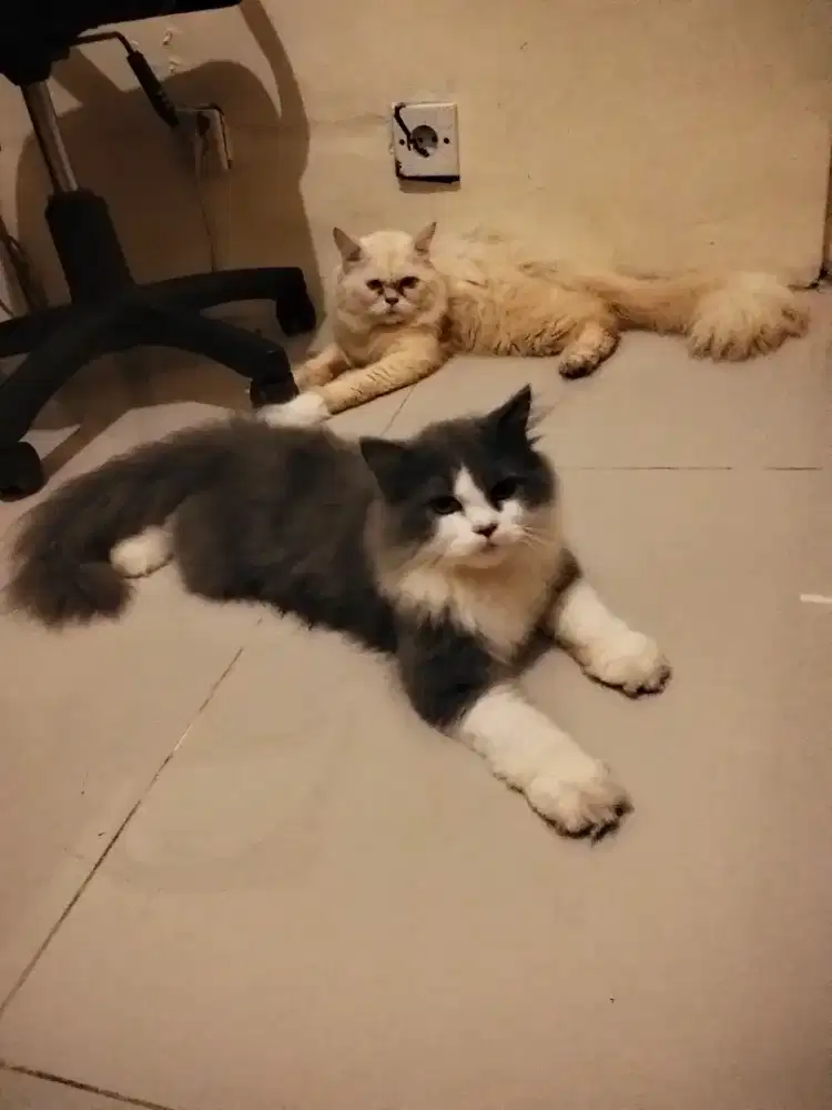 Kucing Persia Abu abu n putih