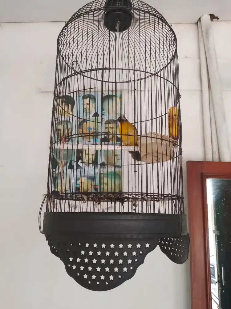 Jual BTH Jual Murah 1 Burung Kutilang emas Gacor Lngsng Nyaut