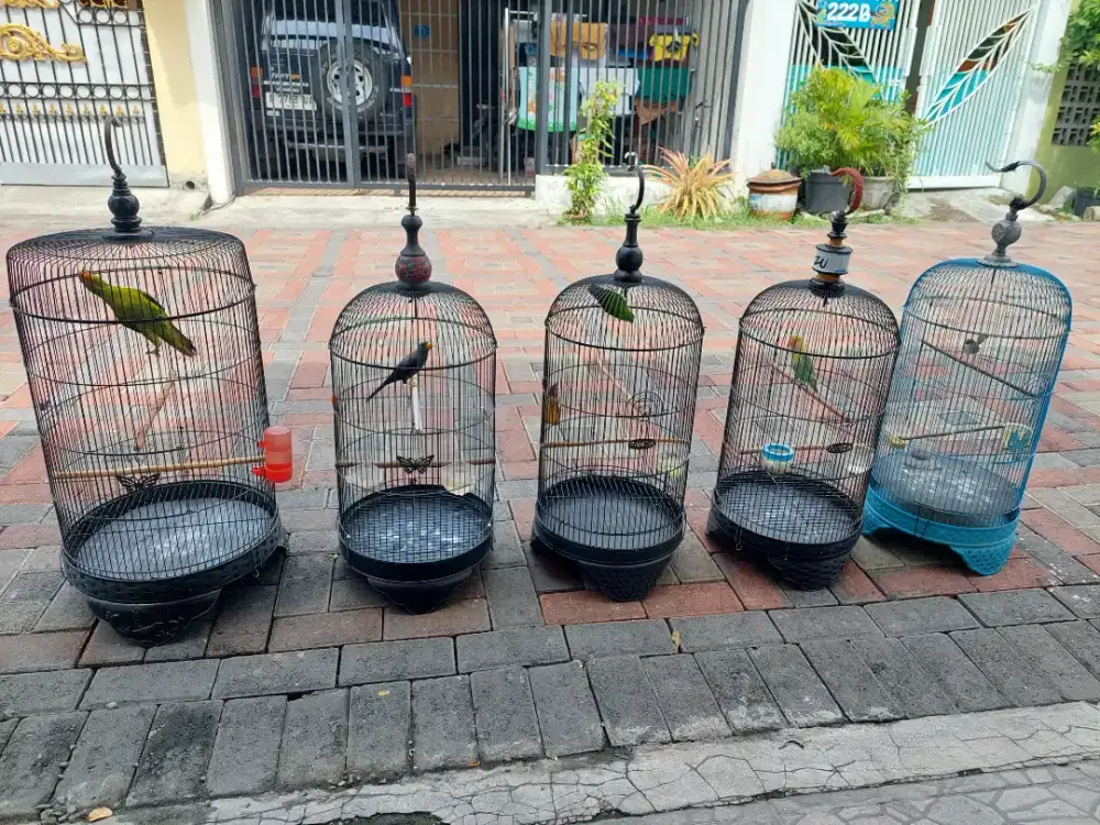 Sangkar kapsul LB plus Isinya