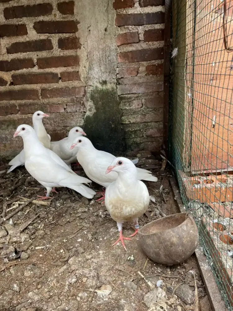 Merpati pos putih bersih