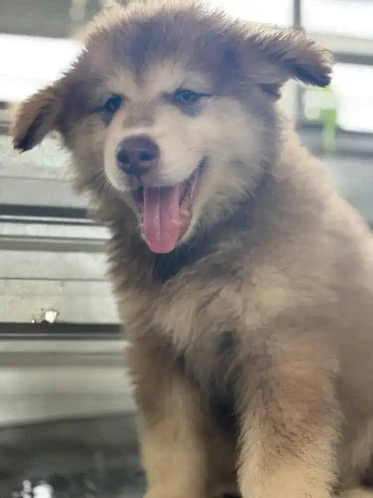 Dijual anakan alaskan malamut
