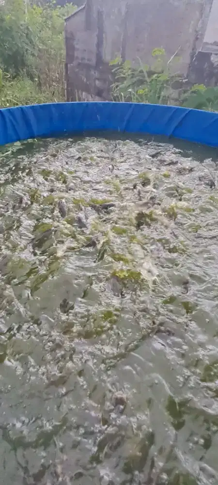 Lele komsumsi cibinong alfalah