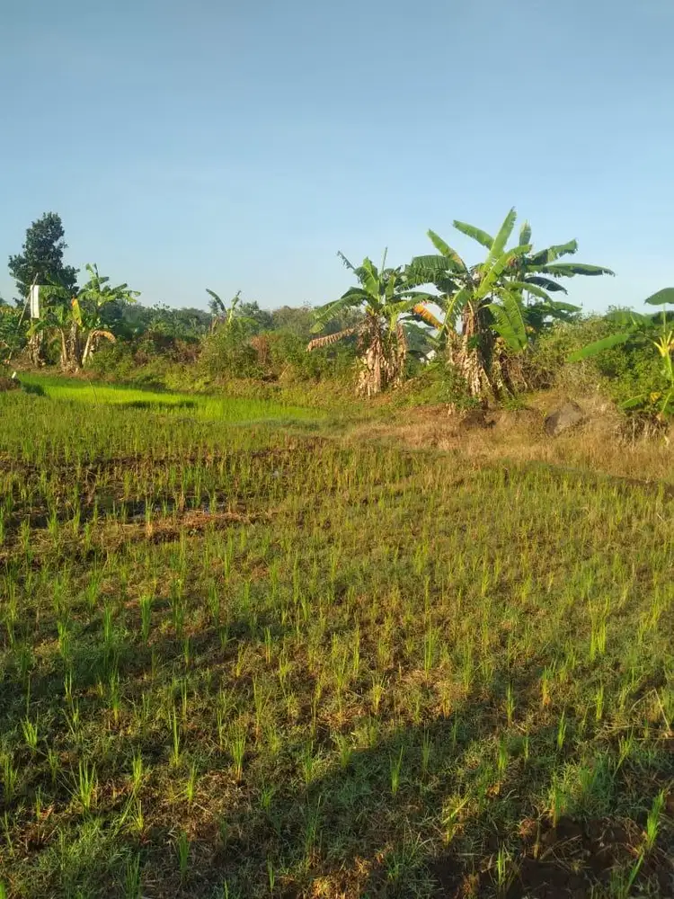 JUAL TANAH PERSAWAHAN TERDAPAT SUMBER MATA AIR