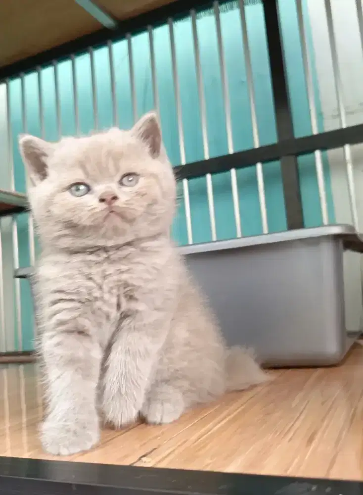 British shorthair lilac (BSH)