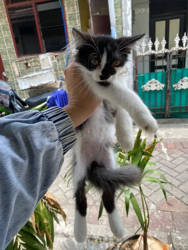 kucing kitten persia jantan 3 bulan nego