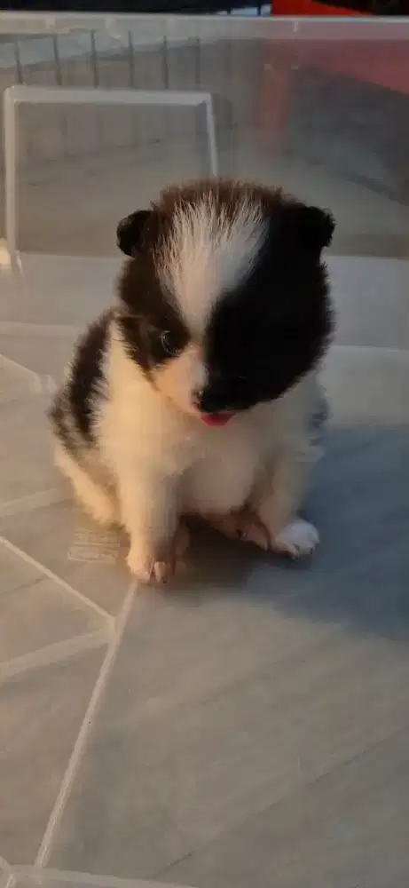 Minipom Jantan 2 Bln Parti Colour