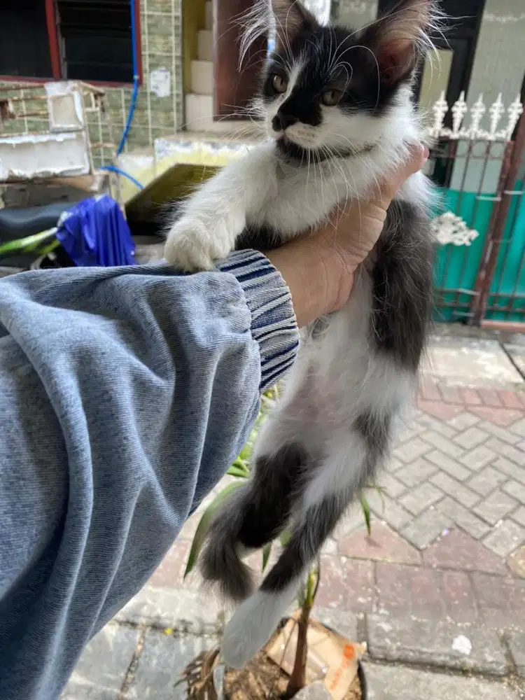 kucing kitten persia jantan49544