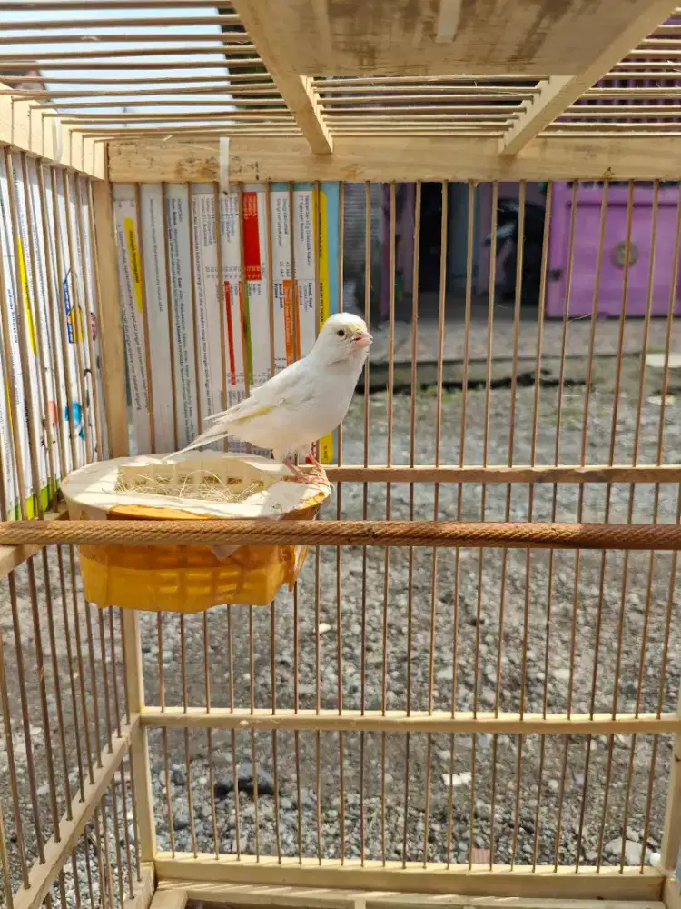 KENARI BETINA SIAPAN PUTIH