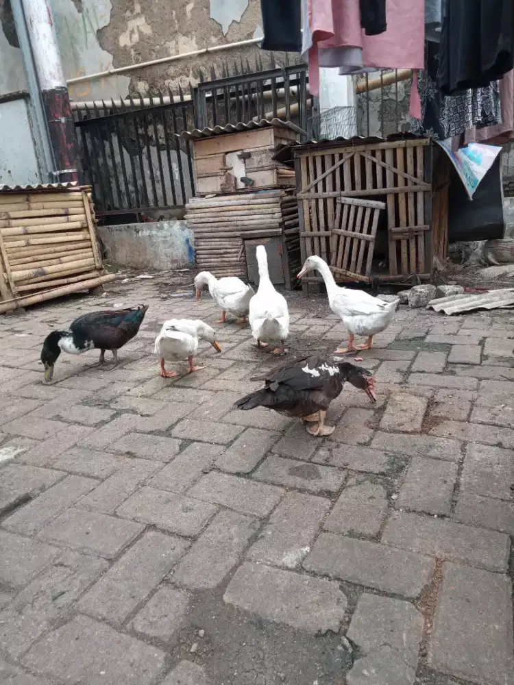 jual ayam bebek entok peliharaan. harga. smua tergantung berat badan.