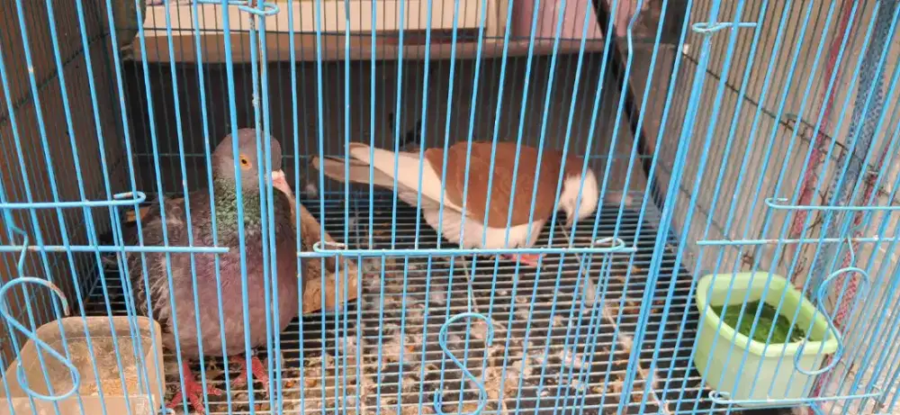 Burung Merpati Gacor