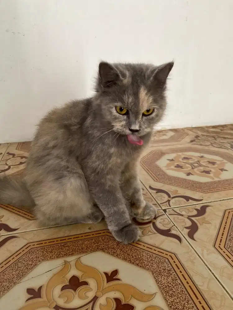 Lepas Adop Persia Betina