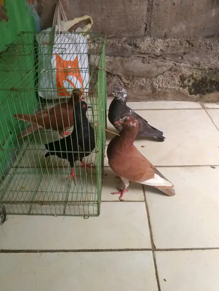 Kuyuk setengah darah