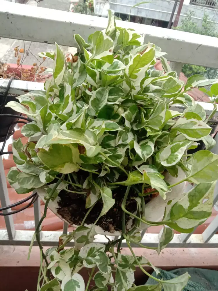 Tanaman Gantung Sirih Gading Njoy