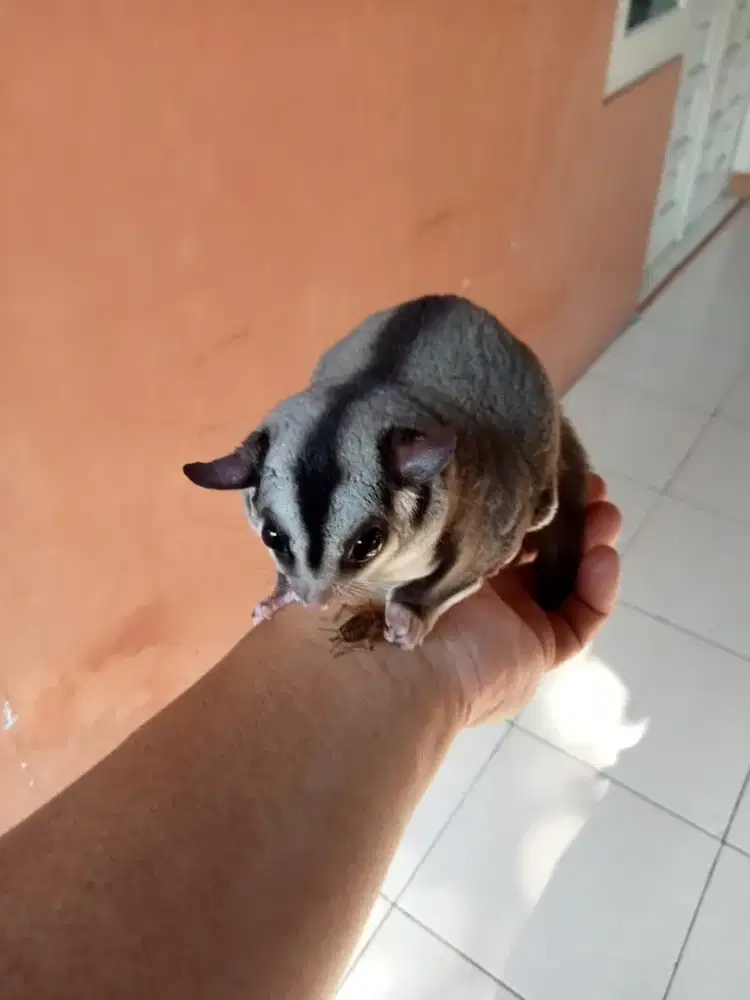 sugar glider ada 5 ekor sama perlengkapannya.