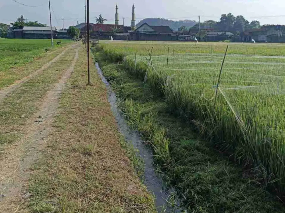 sawah murah mangku jalan 4 meter di mbulak gangsiran