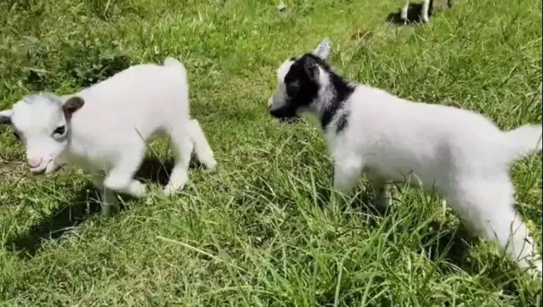 sepasang kambing pygmi asli TB 30cm 3 bulanan original full blood unik