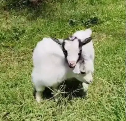 sepasang kambing mini pygmi asli 3 bulanan TB 30cm original exotik top