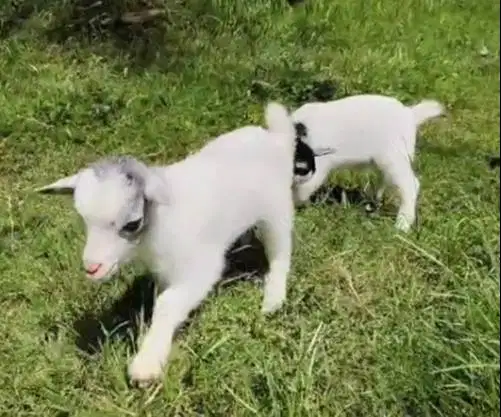 sepasang kambing mini pygmi ori TB 30cm segede kucing 3 bln original