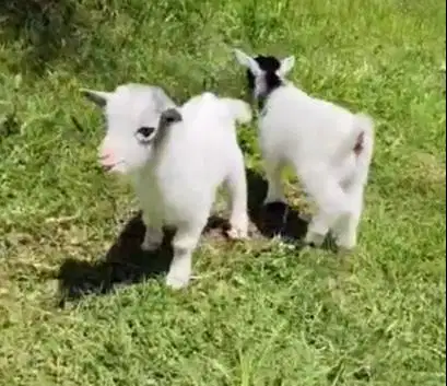 sepasang kambing mini pygmi ori TB 30cm segede kucing 3 bln original