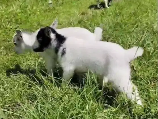 sepasang kambing mini pygmi full blood ori TB 30cm 3 bulanan exotik ok
