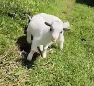 sepasang kambing mini pygmi full blood ori TB 30cm 3 bulanan exotik ok