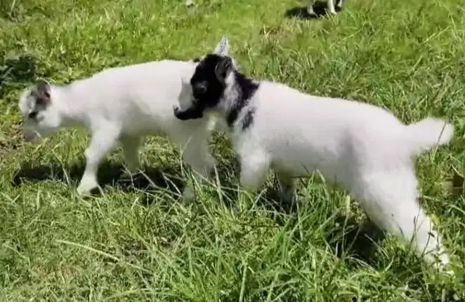 sepasang kambing mini pygmi 3 bulanan TB 30cm asli ori full blood unik