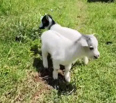 sepasang kambing mini pygmi ori 3 bulanan TB 30cm bukan silangan unik