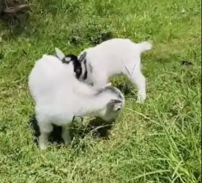 sepasang kambing mini pygmi 3 bulanan TB 30cm exotik ori bukan cross
