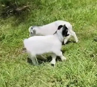 sepasang kambing mini pygmi 3 bulanan TB 30cm exotik ori bukan cross