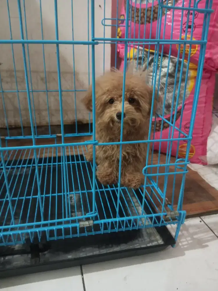 podle jantan vaksin only