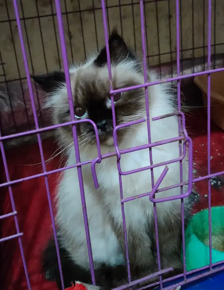 Lepas adopsi : Kucing Himalaya Sealpoint  Betina