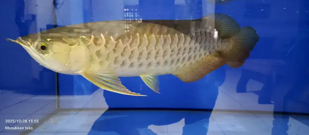 Arwana golden size 45 cm